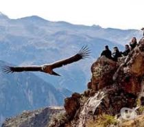 location saisonniere Pérou - Photos Vivastreet PEROU.COLCA - Originales LOCATIONS De VACANCES Solidaires !